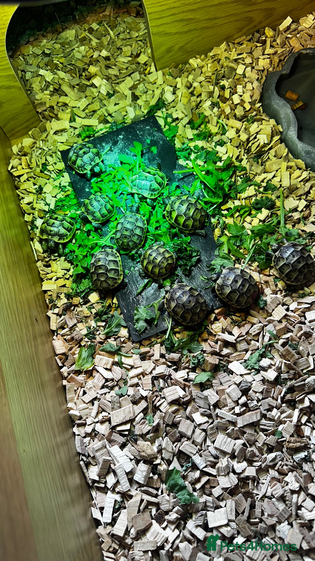 Tortoise reptiles for sale: Baby Spur thigh tortoises  - Image 2