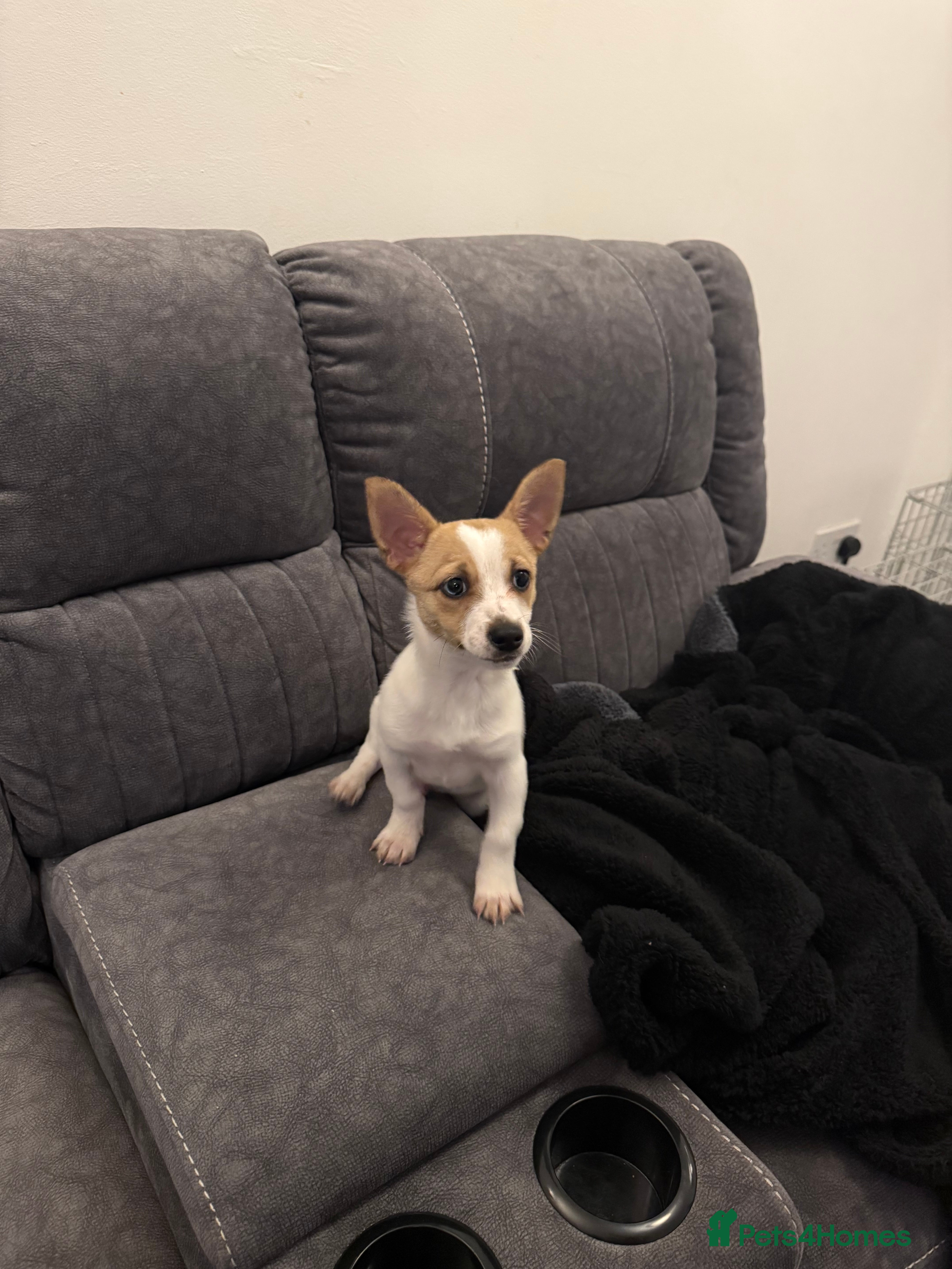 Pomchi dogs 11 weeks old Chihuahua x Pomeranian - Advert 1