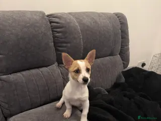 Pomchi dogs 11 weeks old Chihuahua x Pomeranian - Advert 1