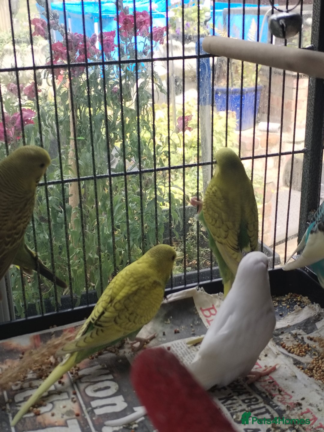 Budgerigars birds for sale: Beautiful baby budgies  - Image 3