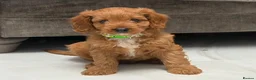Cavapoo dogs for sale: 5⭐️licensed Breeder, outstanding F1 cavapoo’s  - Advert 7