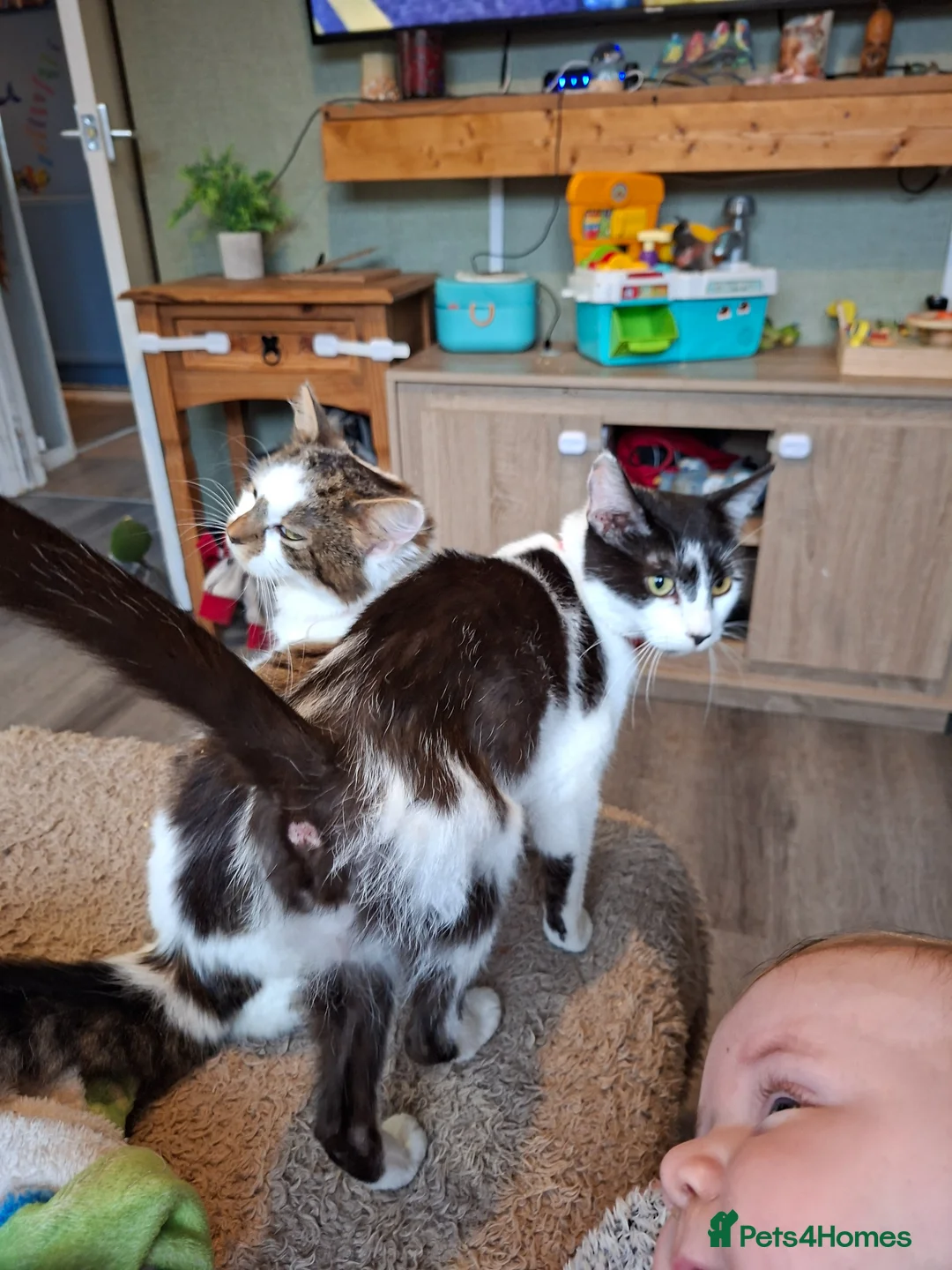 Mixed Breed cats for sale: Domeatic black and white cat  - Advert 3