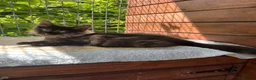 Maine Coon cats for sale: ⭐️Beautiful Maine Coon Kittens⭐️ - Advert 17