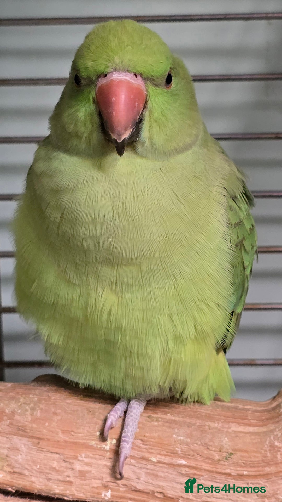 Ringnecks birds for sale: Cheeky Ringnecks, Alexandrine & Rock Pebblar!!! - Advert 10