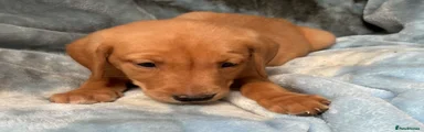 Labrador Retriever 7