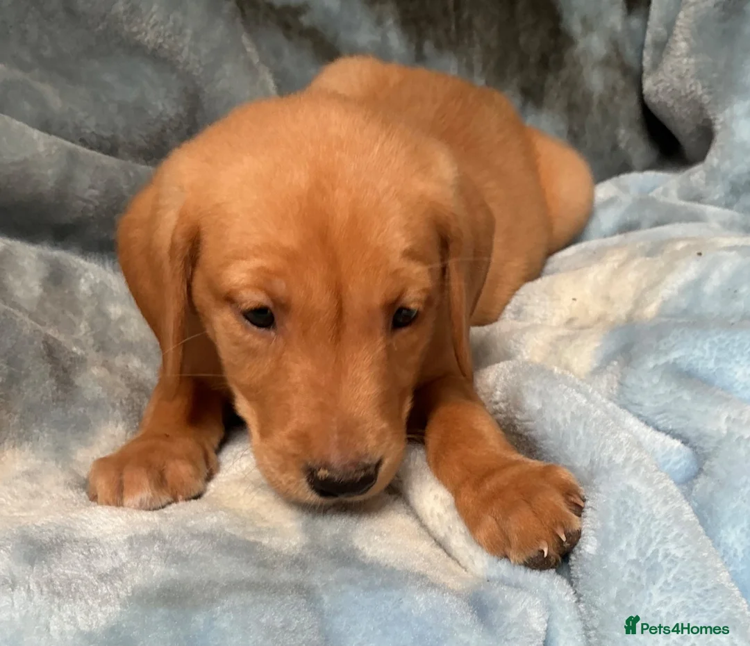 Labrador Retriever dogs for sale: Red labrador - Advert 28