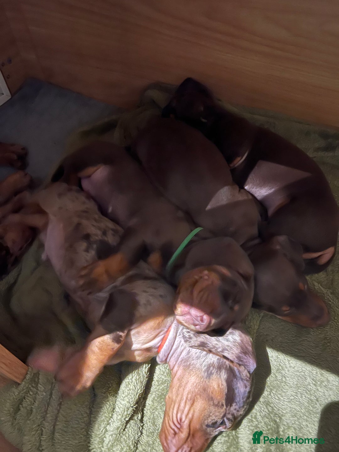 Dachshund dogs for sale: Dachshund puppies x 2 males  - Advert 5