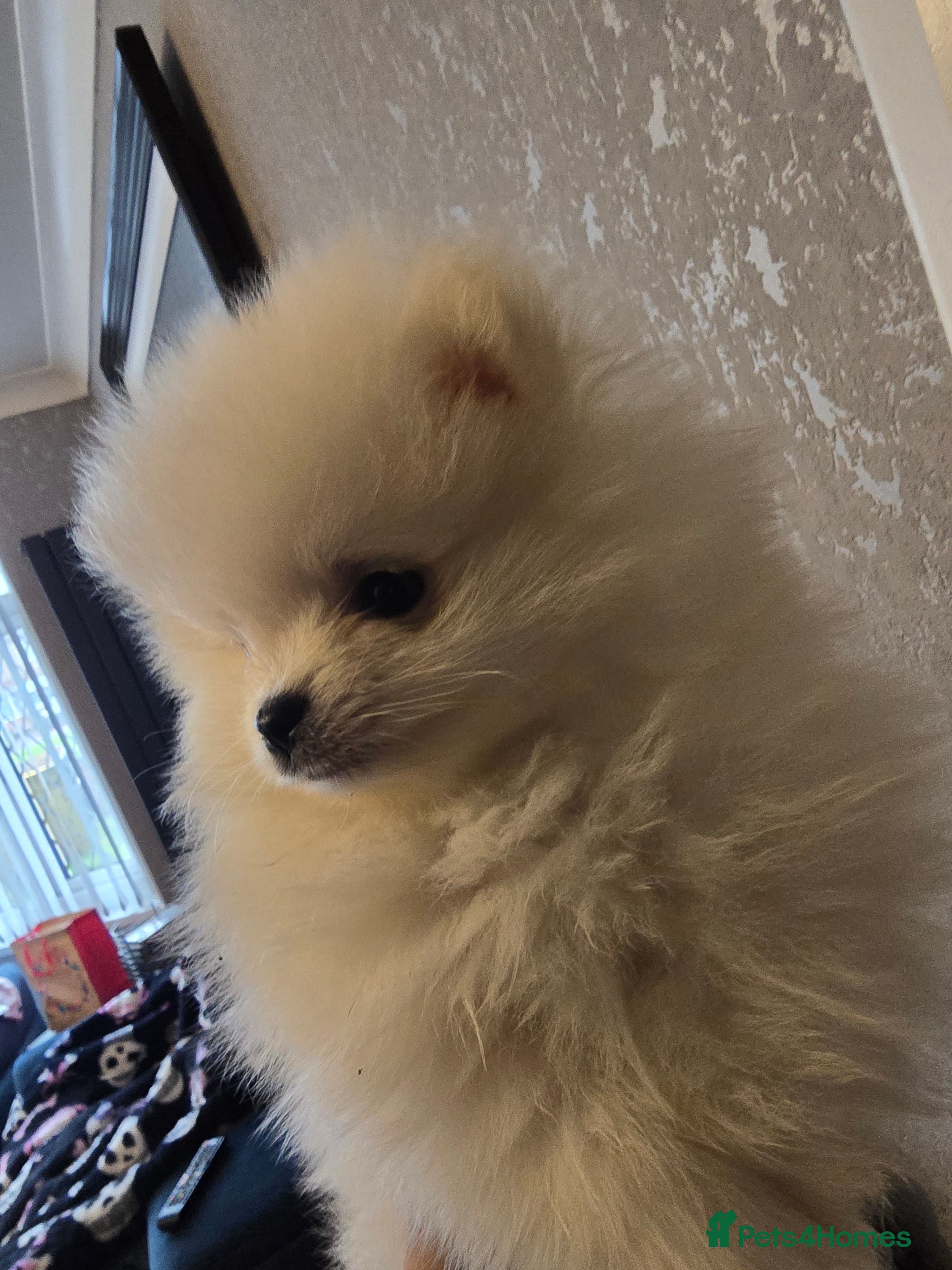 Pomeranian dogs Gorgeous KC White Pomeranians - Advert 7