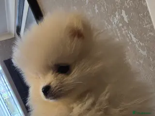 Pomeranian dogs Gorgeous KC White Pomeranians - Advert 8