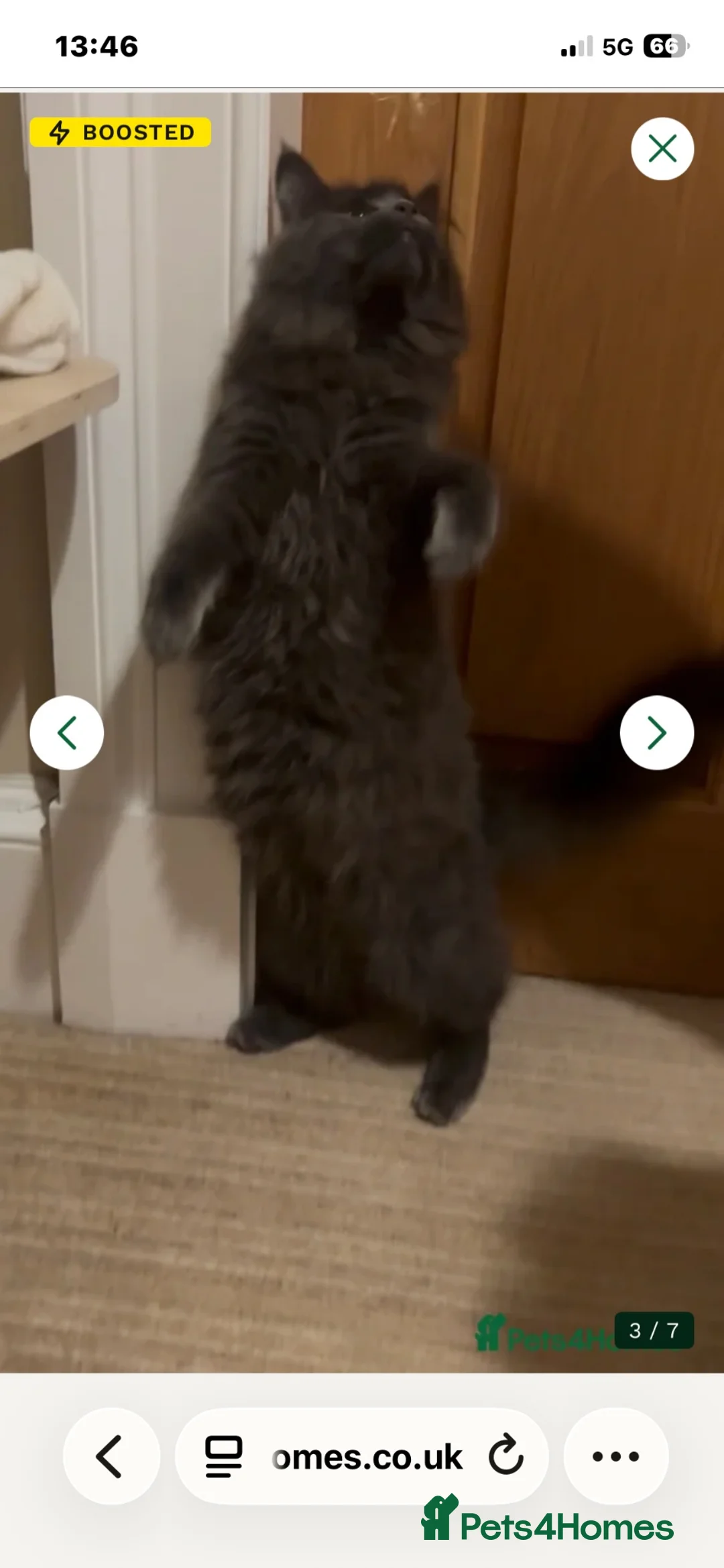 Maine Coon cats for sale: Maine Coon girl 9 months - Advert 4