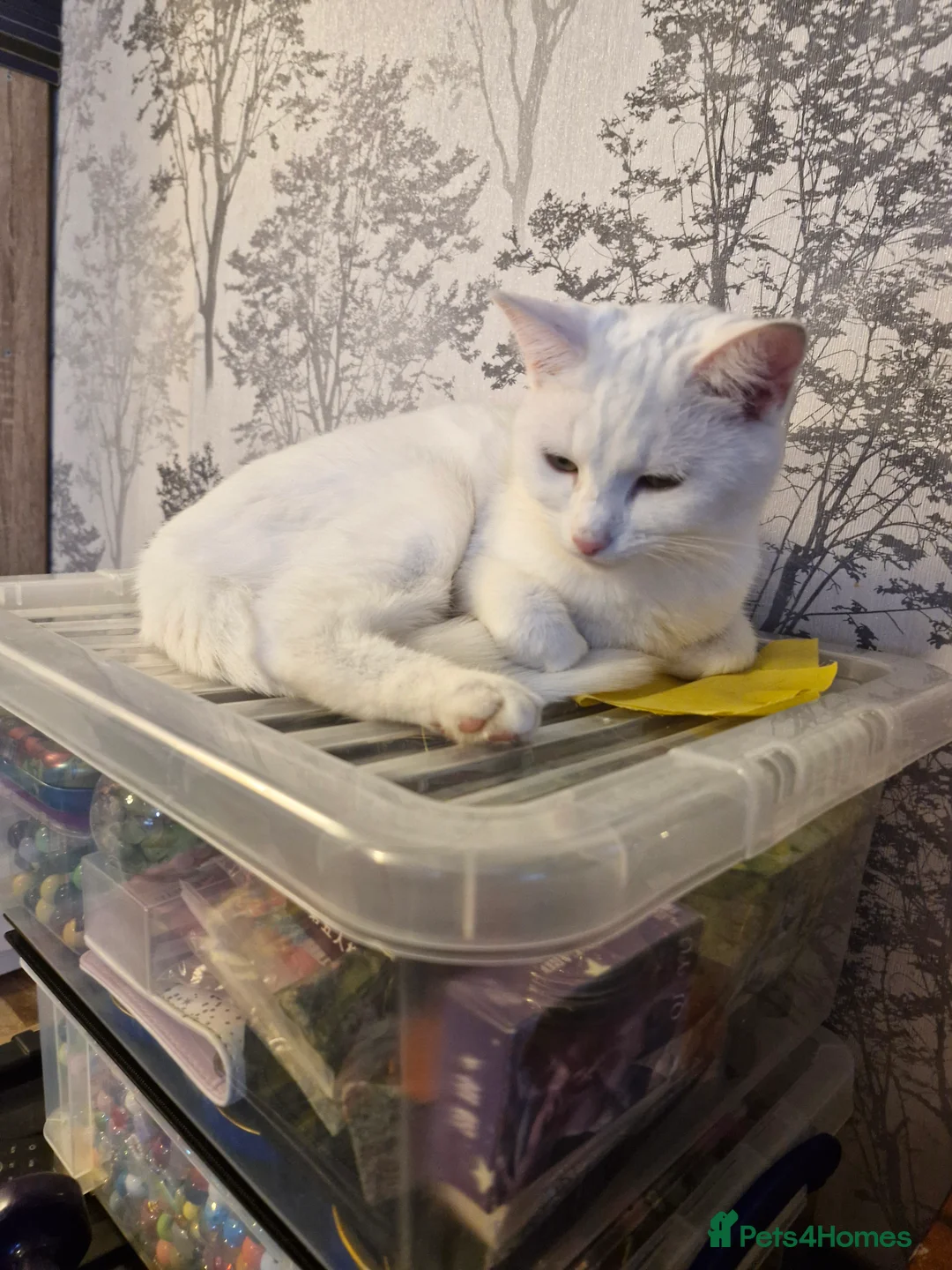 British Shorthair cats for sale: Beautiful white short hair cat - Advert 1