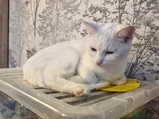 British Shorthair cats Beautiful white short hair cat - Advert 14