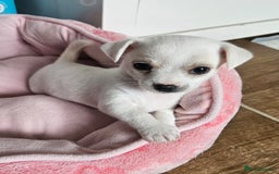 Mixed Breed dogs for sale: Chihuahua x jack  - Image 2
