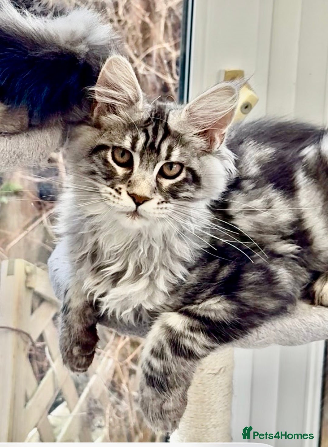 Maine Coon cats for sale: Outstanding pedigree kittens ACTIVE - Advert 8