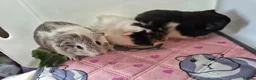 Guinea Pig rodents for sale: Beautiful Baby Sows - Advert 2