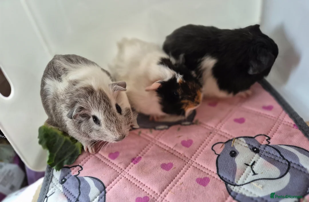 Guinea Pig rodents for sale: Beautiful Baby Sows - Advert 2