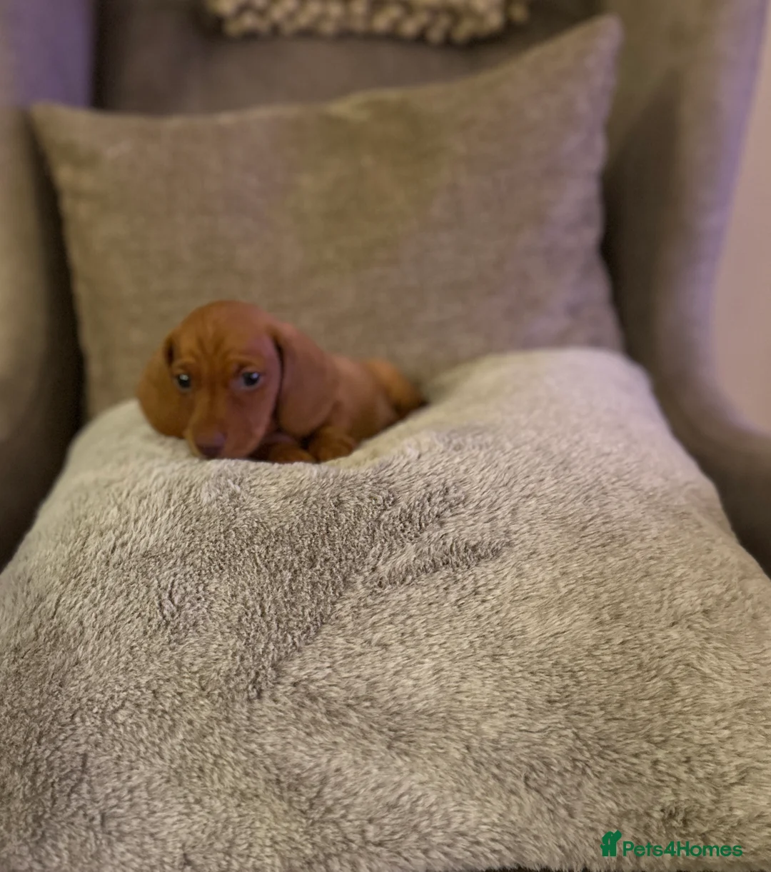 Miniature Dachshund dogs for sale: KC PRA clear miniature Dachshunds - Advert 6