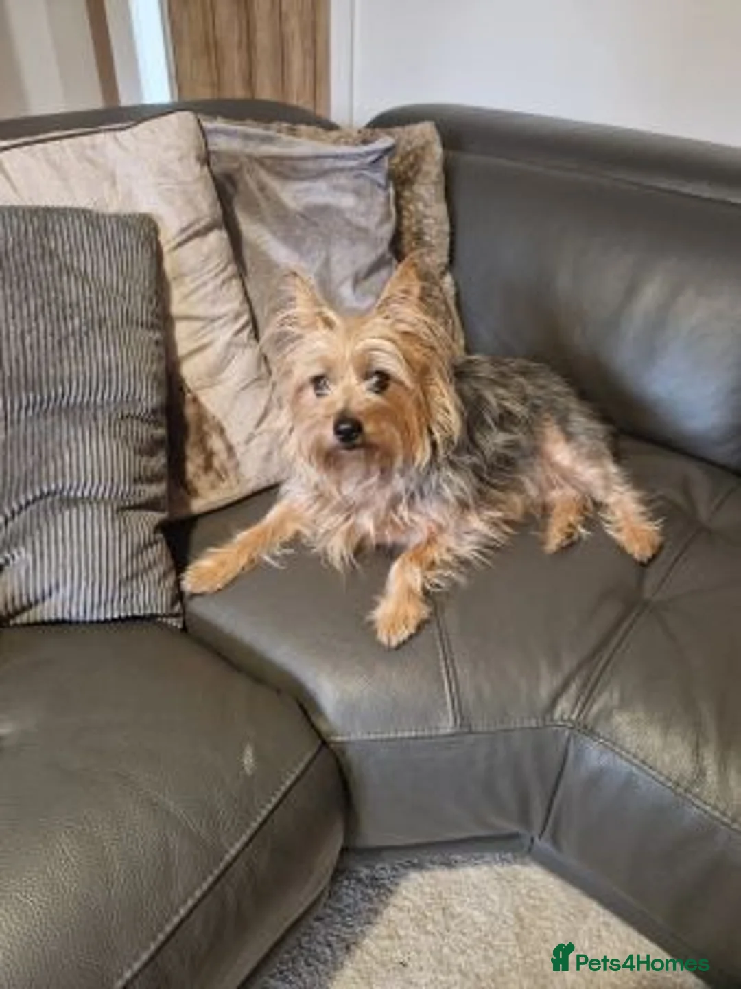 Yorkshire Terrier dogs for sale: male yorkshire terrier needs a new and loving home in Wolverhampton - Advert 5