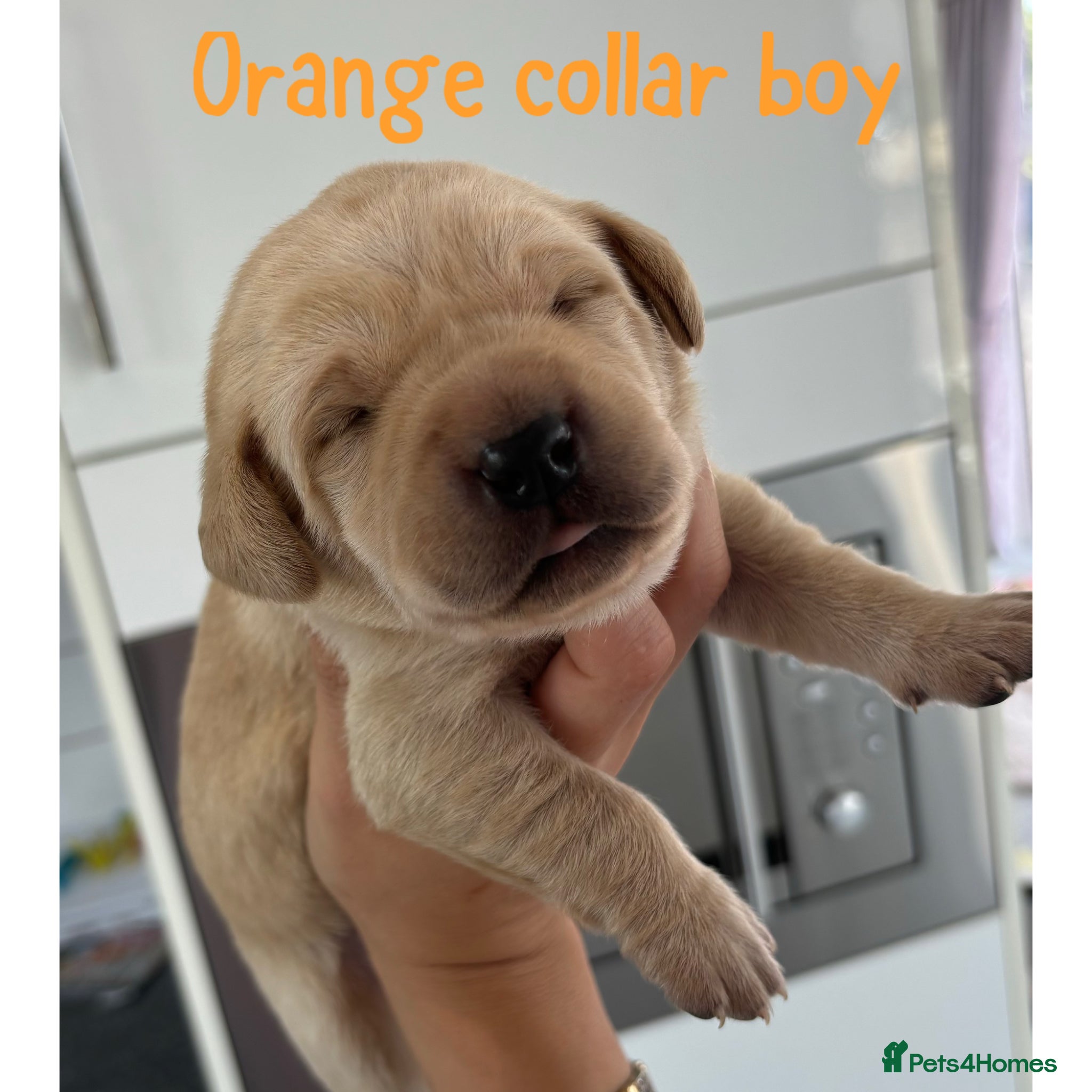 Orange collar boy 