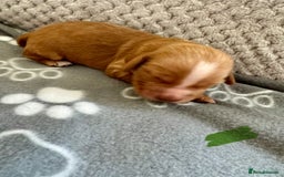 Cocker Spaniel dogs for sale: Red Cocker Spaniel Puppies - Image 28