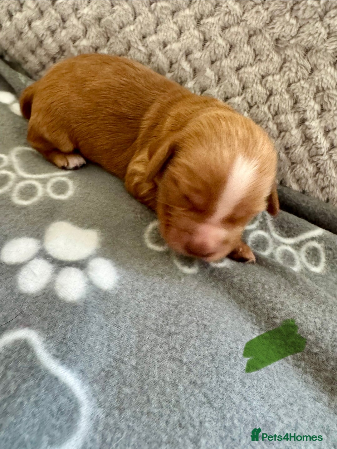 Cocker Spaniel dogs for sale: Red Cocker Spaniel Puppies - Image 28