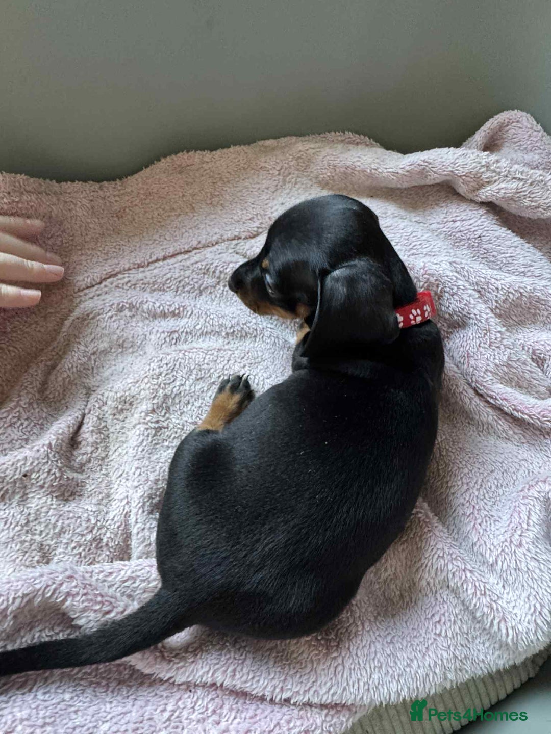 Miniature Dachshund dogs for sale: My family dogs have had a litter of 5  - Advert 24