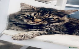 Mixed Breed cats for sale: 6 British Shorthair cross kittens  - Image 10