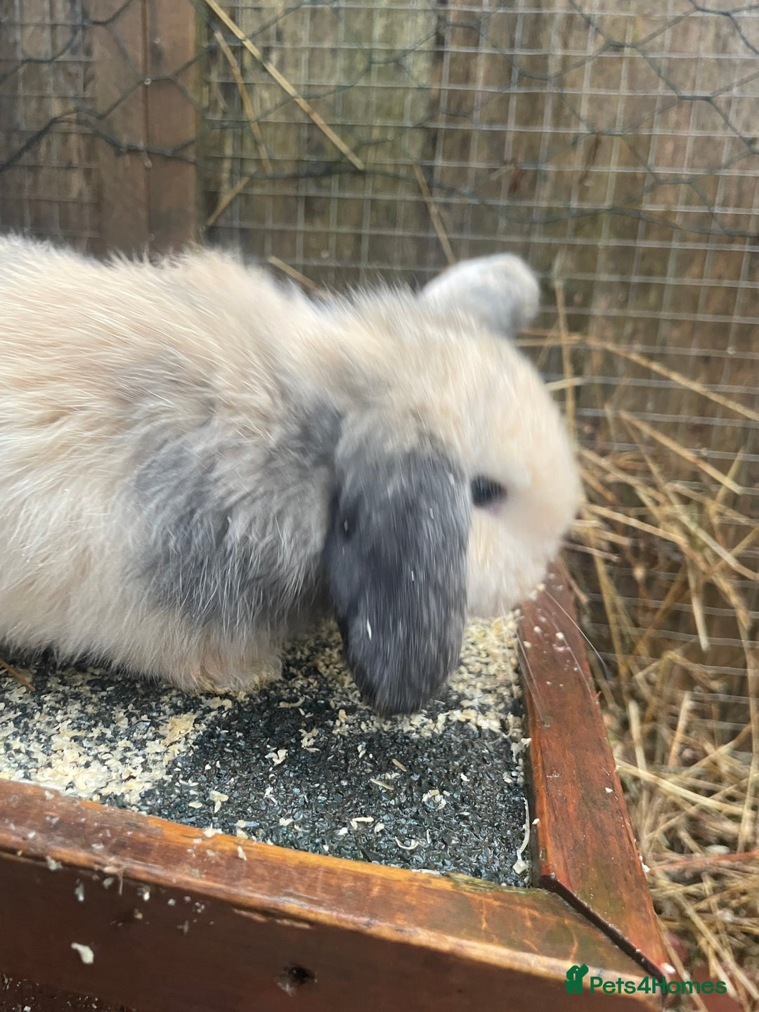 Mini Lop rabbits for sale: Beautiful mini lop babies  - Advert 27