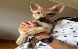 Saarloos Wolfdog dogs for sale: Rare Wolfdog Pups - Socialised & Highly Trainable - Image 35