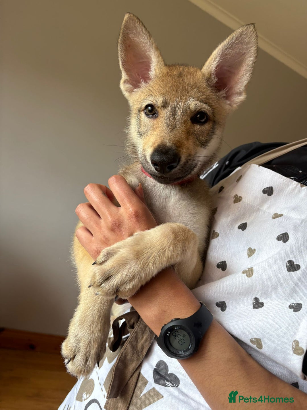 Saarloos Wolfdog dogs for sale: Rare Wolfdog Pups - Socialised & Highly Trainable - Image 35