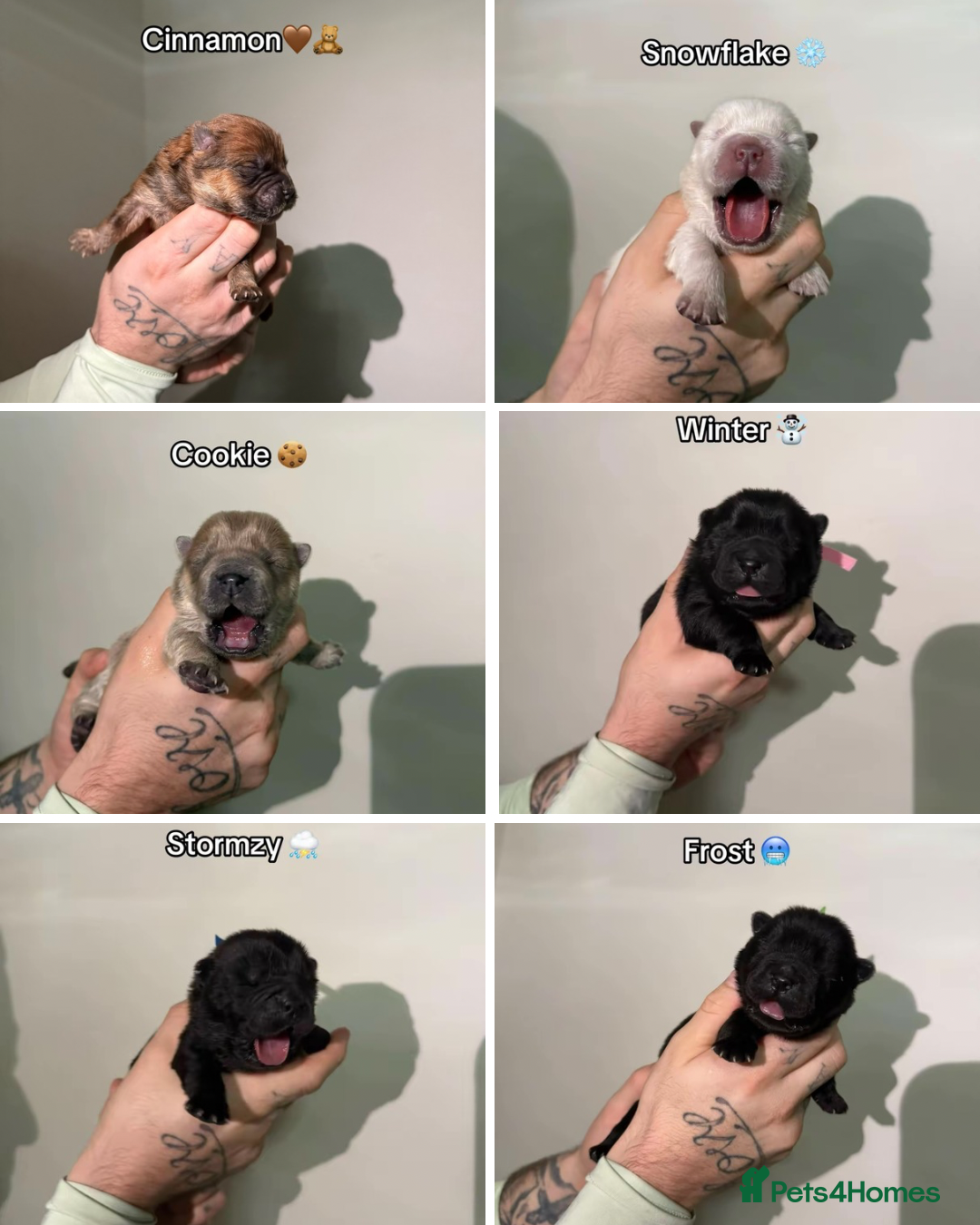 Chow Chow dogs for sale: 🍬Beautiful chow litter kc registered 🍬 - Advert 1