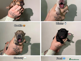 Chow Chow dogs 🍬Beautiful chow litter kc registered 🍬 - Advert 17