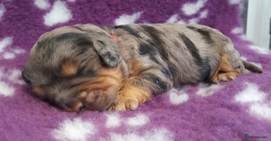 Cockapoo dogs Stunning F1 Cockapoos Available - Advert 2