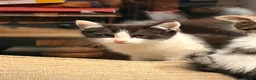 Mixed Breed cats for sale: gorgeous playful kittens 1 boy & 1 girl - Advert 2