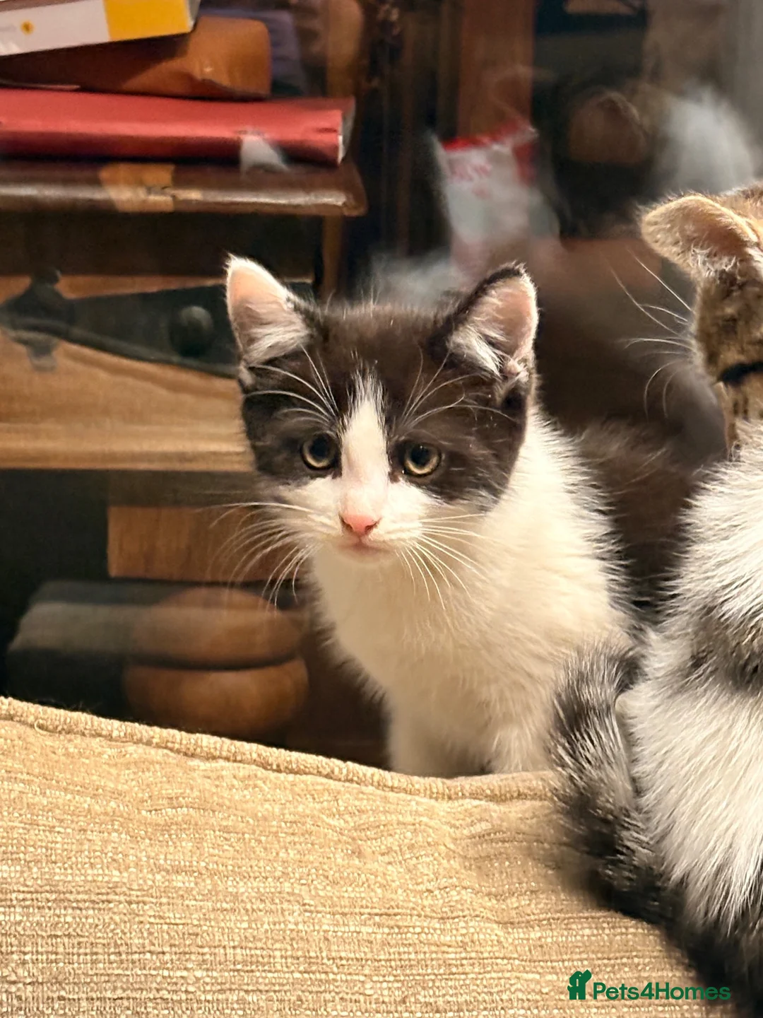 Mixed Breed cats for sale: gorgeous playful kittens 1 boy & 1 girl - Advert 2