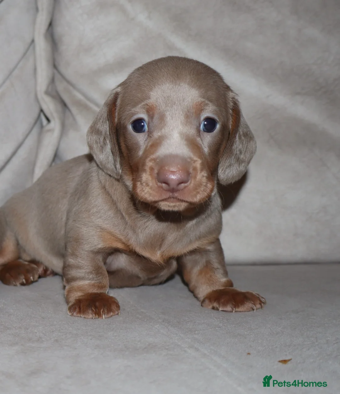 Dachshund dogs for sale:  Beautiful Dachshund Puppies–Ready 24th April 🐶🤎 - Advert 15