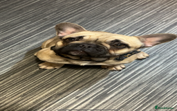 French Bulldog dogs for sale: French bulldog 12 months old  - Image 3