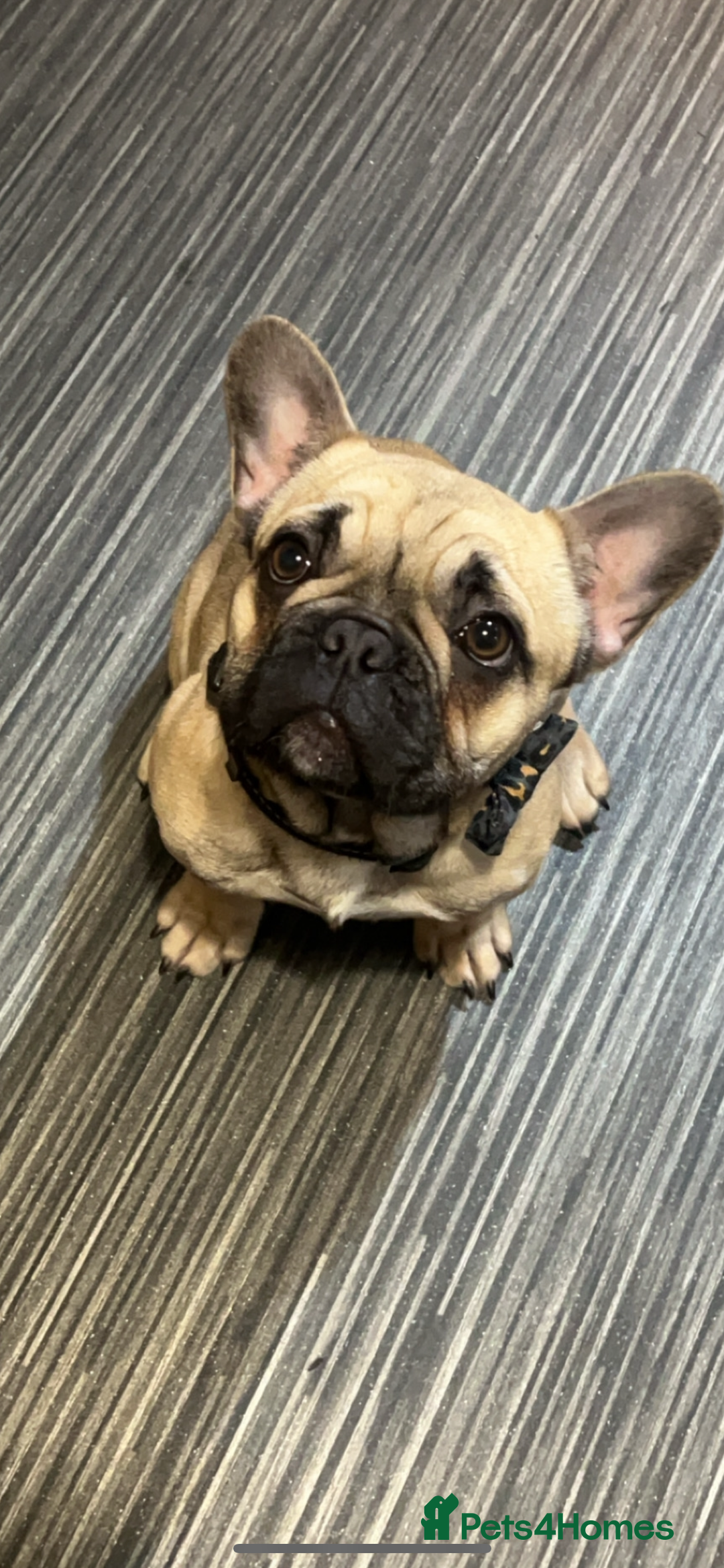 French Bulldog dogs for sale: French bulldog 12 months old  - Image 3