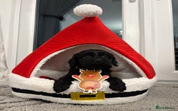 Cavapoo dogs for sale: F2 cava poo puppies  - Advert 4