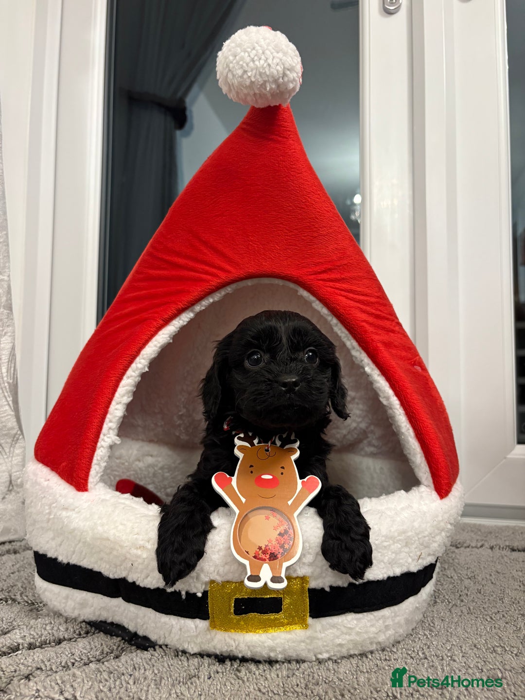 Cavapoo dogs for sale: F2 cava poo puppies  - Advert 4