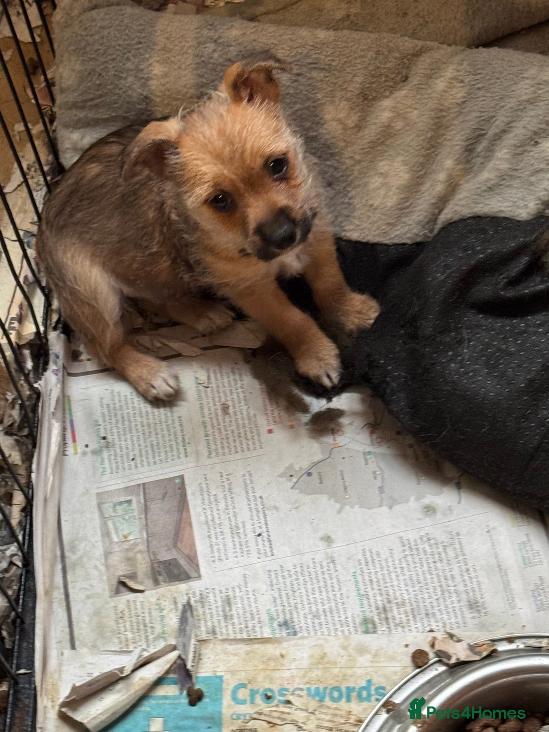 Jack Russell dogs for sale: Norwich terrier cross Jack Russell pups for sale - Image 5