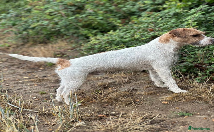 Parson Russell dogs - Advert 1