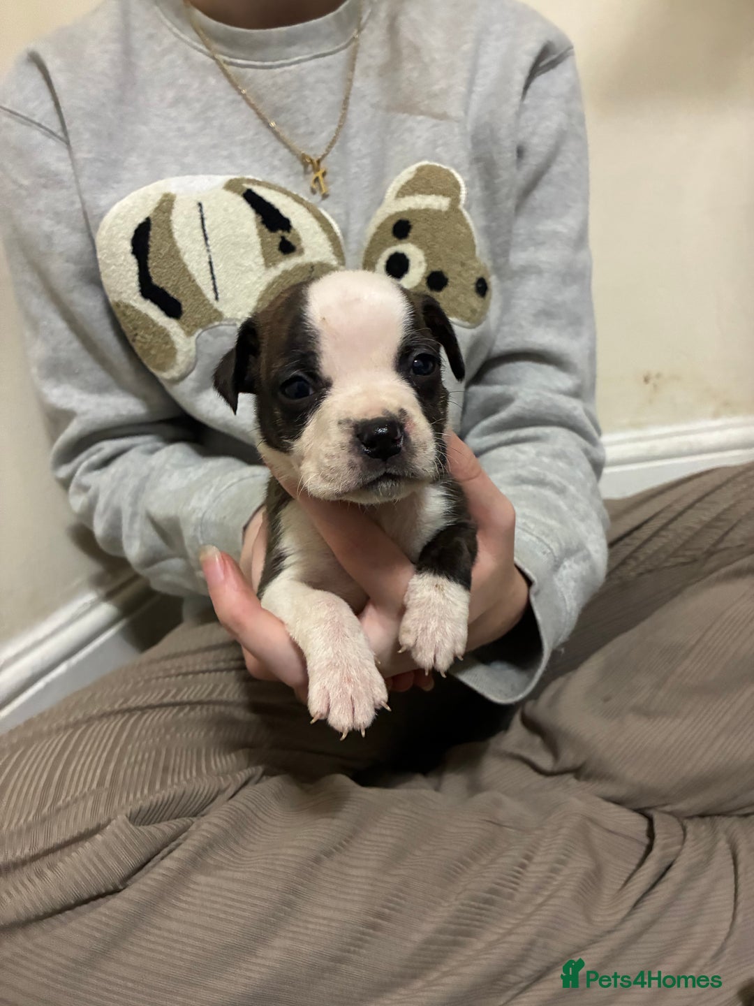 Mixed Breed dogs for sale: Staffordshire bull terrier  - Image 7