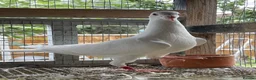 Pigeons birds for sale: WHITE RACING PIGEON  - Advert 11