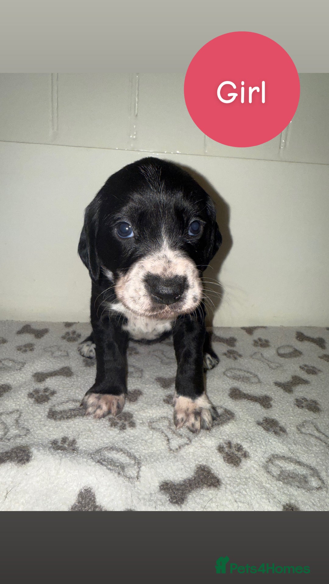 Mixed Breed dogs for sale: Dalmatian X Cocker spaniel - Advert 13