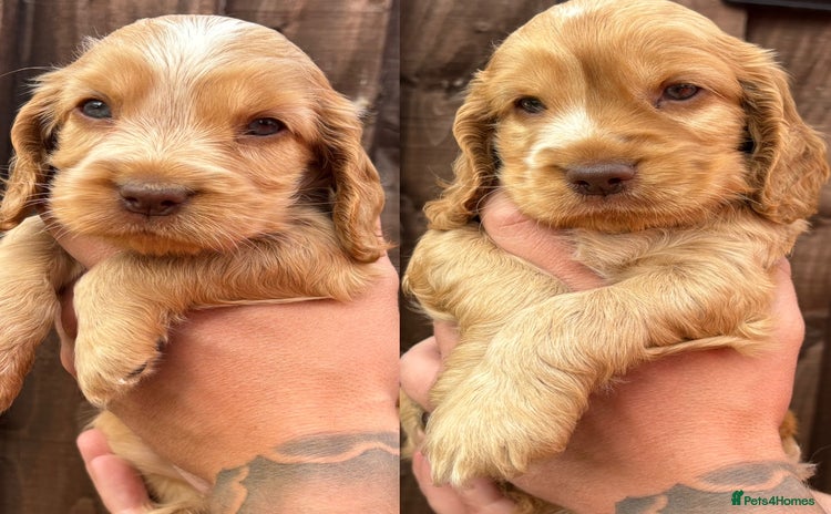 Cocker Spaniel dogs - Advert 9