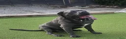 Cane Corso dogs for sale: ⭐️ ICCF 3 YEAR OLD MALE ⭐️ - Advert 4