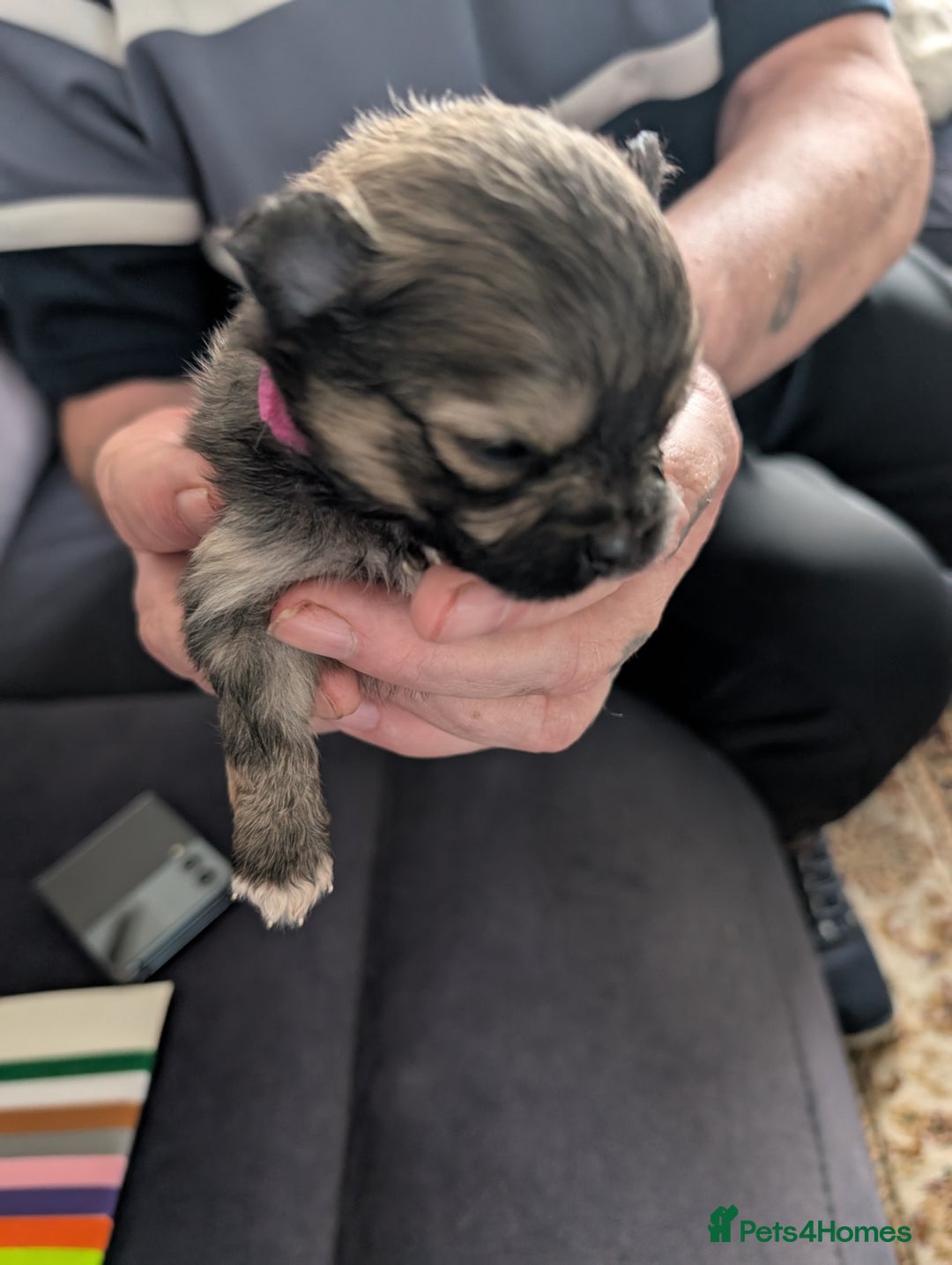Pomeranian dogs for sale: Beautiful pups - Image 12
