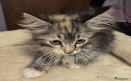 Siberian cats for sale: Tested purebreed hypoallergenic Siberian kittensns - Image 24
