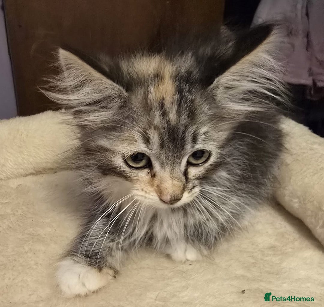 Siberian cats for sale: Tested purebreed hypoallergenic Siberian kittensns - Image 24